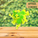 Giant Frog Gummy
